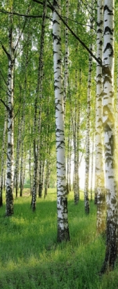 Afbeeldingen van Banier Andreas 75 x 180 cm